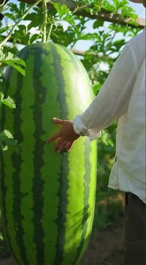 Big Size Watermelon | #watermelon #agriculture #smartfarming