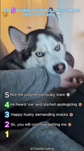 Top 5 Huskies Going FULL Chaos Mode (#1 Is Too Funny 💀) #dogs #funny #crazy #cute