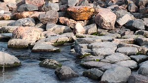Gray dove bird stands on a large stone and drinks water from a river. Clear water flows along the slope of gray cobblestones.