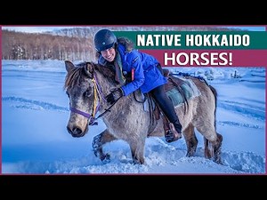 Riding the Dosanko Horse in Japan!