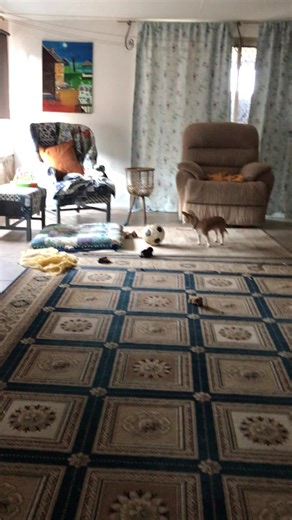 Barney the Dinosaur collector, (@nicolarice820)’s videos with original sound - Barney the Dinosaur collector,