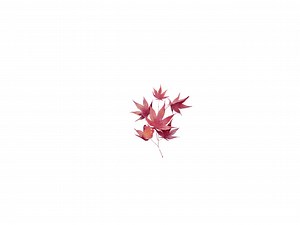 Autumn Leaves Clipart Bundle: Maple Leaf SVG, PNG (digital Download) - Etsy