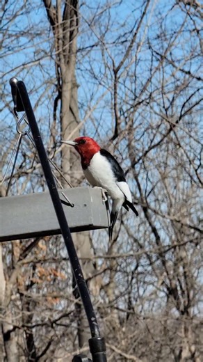 With thy Needle & Thread on Instagram: "There has been lots of stitching and the watching of birds whilst I stitch. I'm not quite ready to share any of the stitching yet, but I will share one of our many woodpeckers that visit our feeders. Meet Mr or Mrs. Red Headed Woodpecker. There is no distinguishable difference between male and female."