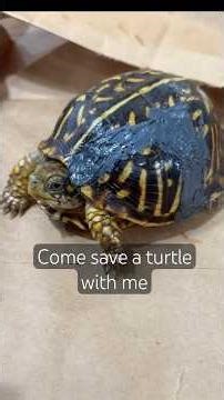 People who drive over turtles are the worst. See how we repair this turtle’s shell #turtlerescue