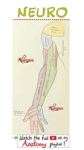 Nerve Supply of Arm - Anatomy of Upper Limbs...#anatomy #nurse #doctor #physiology #medical | Medicosis Perfectionalis