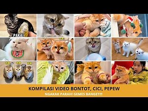 Kompilasi Kucing Lucu Bontot, Cici & Pepew! Tingkahnya Bikin Ngakak Terus