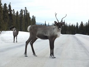Earlier today, Adam Skrutkowski spotted a herd of caribou on the Tagish Road near the cutoff to Atlin, B.C. | CBC Yukon