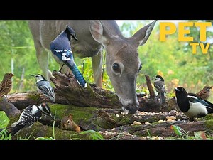 Dog TV for Dogs to Watch • Deer, Squirrels & Birds 🦌 Peaceful Nature Video in a Meadow With Wildlife