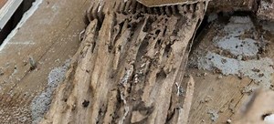 How to Get Rid of Wood Borers | DoItYourself.com