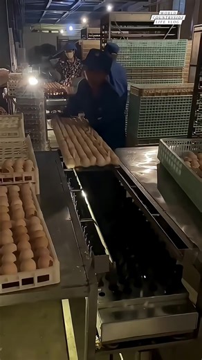 Cracking the code! 🥚 Sorting eggs with precision and care #worldcountrysidelifevlog #EggSorting #FarmToTable #EggCellentWork DISCLAIMER NO COPYRIGHT INFRINGEMENT INTENDED | World Countryside Life Vlog
