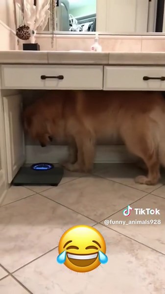 #funnyvideo #talkingdog #talkingcat #voiceover #animalsoftiktok