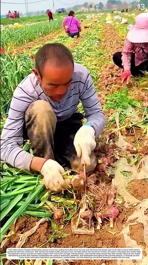 Manual Shallot Harvest: How Hand Pulling Creates Ready-to-Collect Bulbs