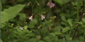 Growing AK: Twinflowers blooming at the gardens