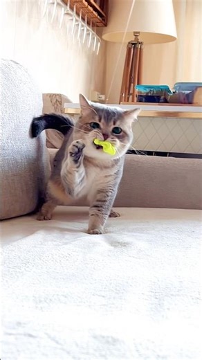 Can you play like me?😻 #cat #catshorts #cute #prettycat #kitten #cutecat #pets #cats