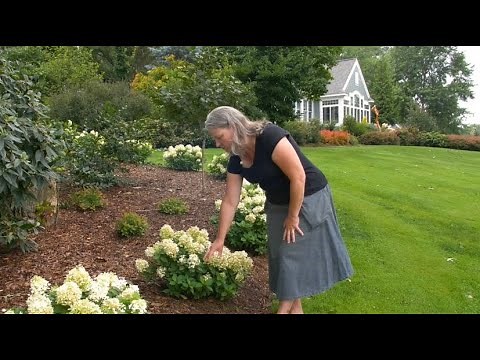 What Makes Fire Light Tidbit® Hydrangea Special