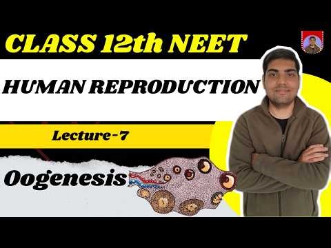 Human Reproduction | Class 12 chapter 2 | Lecture 7 | Oogenesis (Very Important) NEET
