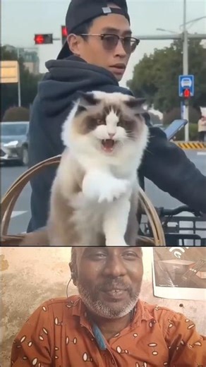 Neena punnai attai #cat #funnycat #cutecat #catlover #pet #animal #animals #funny #cute #reaction