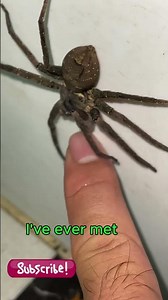 This Is the Smartest Spider I've Ever Met