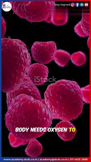 Human Biology – How Our Body Works