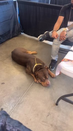 Big GCR VIBES! Great weekend at the Pittsburgh Pet Expo/ The One Big Dog Show! Thanks again to the whole @globalcanineregistry4 and @dana.conklin.9 for bringing this to the city! 1st ever sanctioned dog show in the city! If you missed this show, just stay tuned for more upcoming PBN events. And keep a lookout for more @globalcanineregistry4 shows and events in a city near you! Thanks again to everyone who came out to support. #buildingunitythroughcommunity #globalcanineregistry #pbn #xlbully #fr