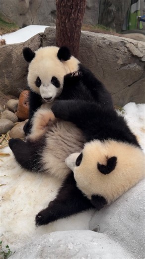 Matt L. on Instagram: "Taking the Polar Express to the North Pole - JD’s version. 🚂☃️❄️🎅🏻 Midland habitat will remain snowy until the end of Feb, with the temperature slightly cooler at around 60° F. #panda #giantpanda #pandas #pandagram #pandalover #pandakeeper #熊貓 #大熊貓 #動物護理員 #twins #snowday #hongkong #lifeofazookeeper #discoverhongkong #snow #winterwonderland #winter #growingup #zookeeper #パンダ #hkoceanpark #zoo #pandacub #animalcare #zookeepers #海洋公園 #pov #polarexpress"
