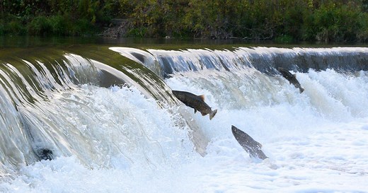 The salmon run has returned to Toronto rivers and you can now see it