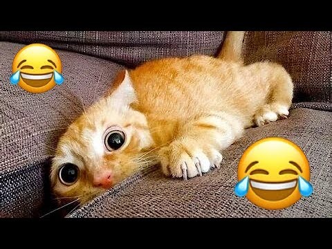 Funniest Cat Moments Caught on Camera! 📷