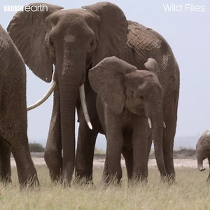 Elephant brains are made up of 300 billion neurones! 🐘 | BBC Earth