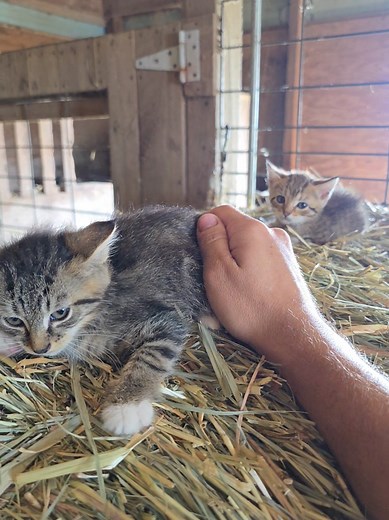 Barn Cats: Building Bonds on the Farm