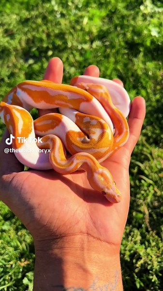 Nature At It’s Finest, Meet Chanel & Coco The Dreamsicle Sisters! 😍🐍 Sheeshhh #reptile #animals #ballpython #python #petsoftiktok #snake