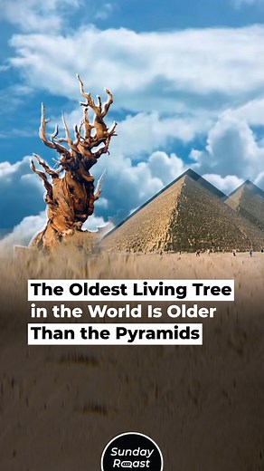 5.2K reactions · 1.8K shares | The Oldest Living Tree in the World Is Older Than the Pyramids | Sunday Roast | Facebook