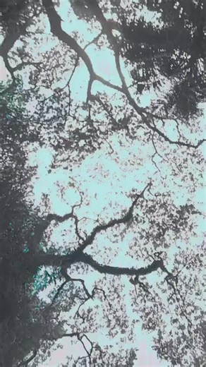 #fypシ゚viral🖤tiktok☆♡🦋 #frfypシ fyp