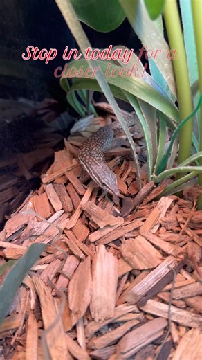 Royal Python’s Cove on Instagram: "A fresh face just hit the store front! Our new baby ackie monitor is officially available in store and looking incredible! Stop by and see why this species is a fan favorite! Available in store at 📍 34 S Broad St, Woodbury, Nj, 08096 #reptiles #southjersey #woodburynj #royalpythonscove #ackiemonitor"