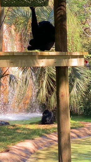 SIAMANG RELAXING DAY 🐒🌿 Calm in the Canopy