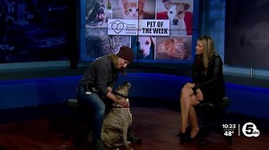 Cruella is Cleveland Animal Protective League's Pet of the Week