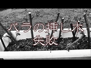 バラ挿し木、失敗しました ~Rose cultivation~