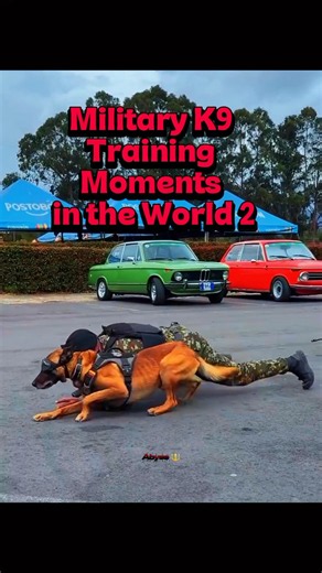 Which Country Has the Best Military K9s? 🐕
