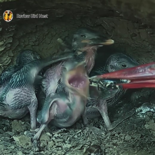 28K views · 448 reactions | Small party in the nest very hungry | Review Bird Nest | Facebook