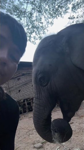 How good is it to play with hug Khun! #elephant