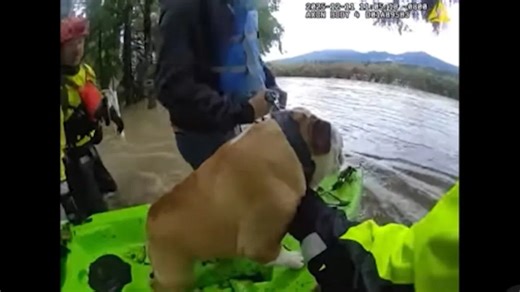 Wilson the bulldog rescued from flooding in Hamilton, WA