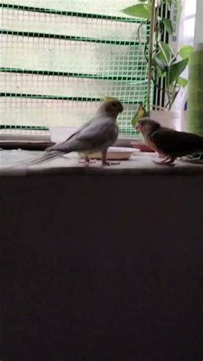 #bird #birds #bitdefender রাই পিকু 🧿🧿❤️❤️😍