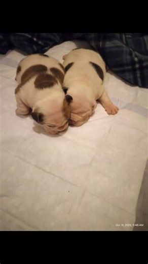 HALLOWEEN FUN 🎃🎃🎃 | Web Deb