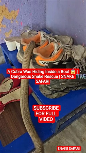 A Cobra Was Hiding Inside a Boot 😱 | Dangerous Snake Rescue | SNAKE SAFARI