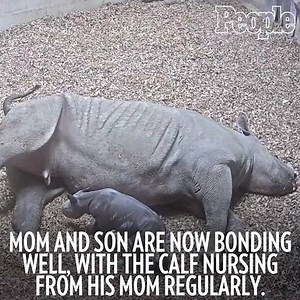 106K views · 1.5K reactions | According to England's Chester Zoo,...