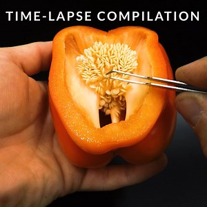 254K views · 10K reactions | Time-lapse of a Red Bell Pepper, Climbing Pea, Carambola, Grey Oyster Mushroom, Tobacco and Beetroot Growing from seed | Boxlapse | Facebook
