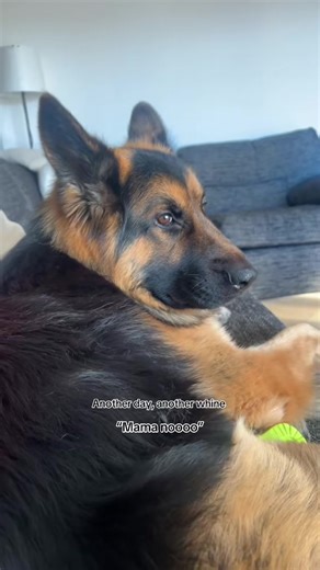 Hilarious Throwback with My German Shepherd 🤣