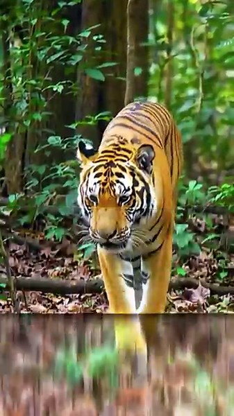 Amazing Tiger Facts You Didn’t Know 🐅 | Wildlife Secrets #shorts