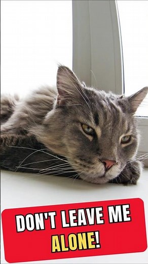 Leaving Cats Alone? Think Again! 🐾