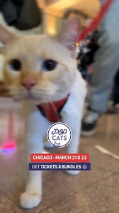 Ever seen a festival dedicated entirely to CATS? 😹 POP Cats Chicago 2026 is finally here! Immerse yourself in a playground of cat art, adoption catios, and incredible vibes. 🌈✨ It’s the purr-fect day out for friends and families. Come see why this is the most loved Cat Event in the US! | POP Cats