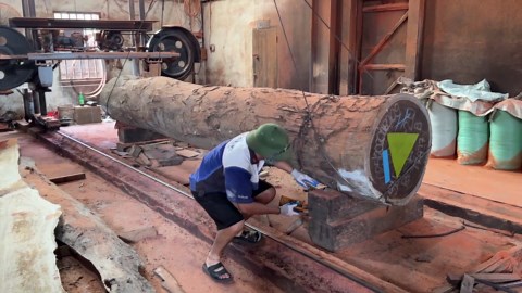 Expert Wood Cutting Skills for Sawing Redwood Trees